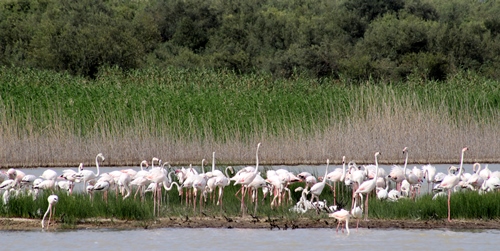 fenicotteri vendicari-nlc 2